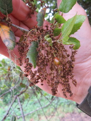 Callirhytis congregata