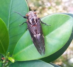 Balinta tenebricosa