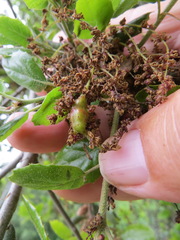 Callirhytis congregata