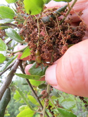 Callirhytis congregata