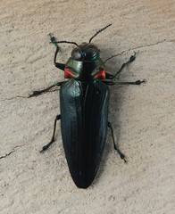 Belionota prasina
