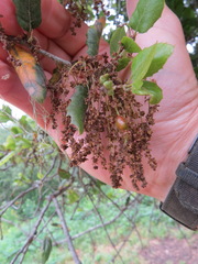 Callirhytis congregata