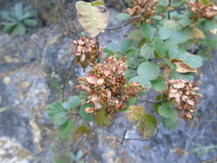 Pterostemon rotundifolius