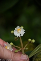 Miconia subhirsuta