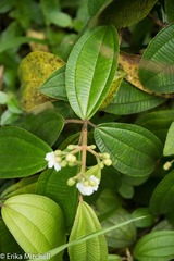 Miconia subhirsuta