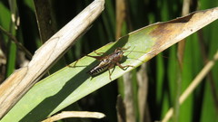 Conocephalus semivittatus
