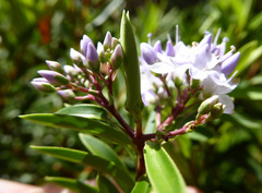 Veronica diosmifolia
