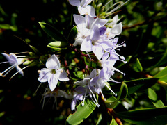 Veronica diosmifolia