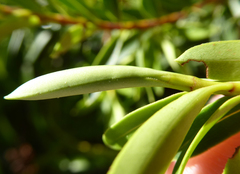 Veronica diosmifolia