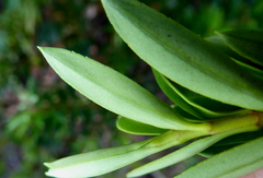 Veronica diosmifolia