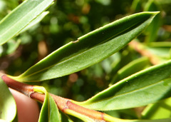 Veronica diosmifolia