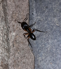 Camponotus renggeri