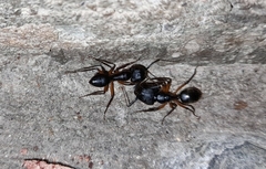 Camponotus renggeri