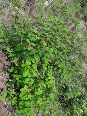 Rauvolfia tetraphylla