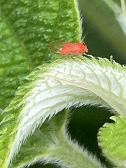 Cacopsylla coccinea