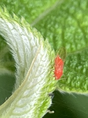 Cacopsylla coccinea