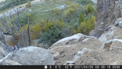 Scelorchilus albicollis