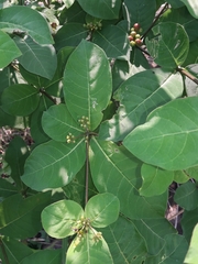 Rauvolfia tetraphylla