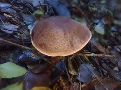 Thaxterogaster submagellanicus