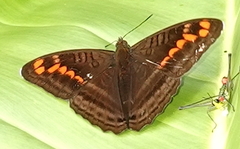 Adelpha levona