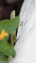 Anolis roquet salinei