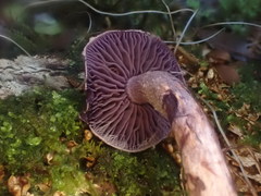 Thaxterogaster submagellanicus