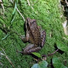 Rana iberica