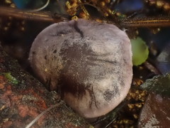 Thaxterogaster submagellanicus