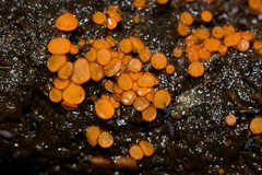 Cheilymenia raripila