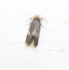 Ectoedemia similella