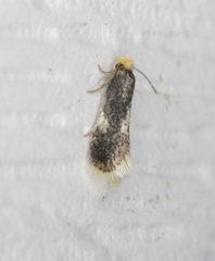Ectoedemia similella