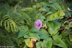 Ipomoea setifera