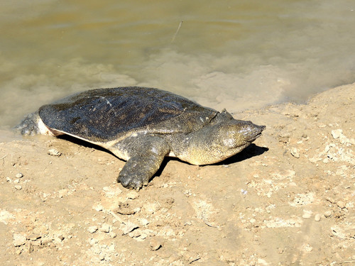 African Softshell Turtle