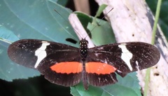 Heliconius clysonymus