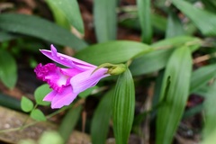 Sobralia macrantha
