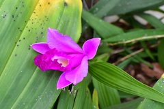 Sobralia macrantha