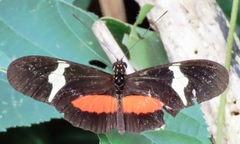 Heliconius clysonymus