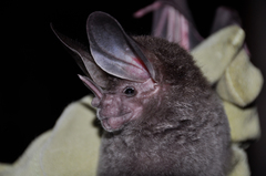 Chrotopterus auritus