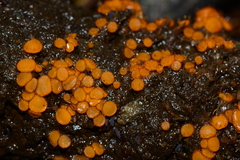 Cheilymenia raripila