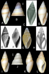 Benthofascis biconica
