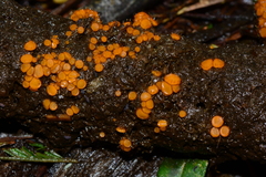 Cheilymenia raripila