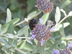 Xylocopa sonorina
