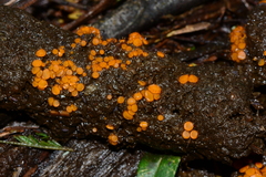 Cheilymenia raripila