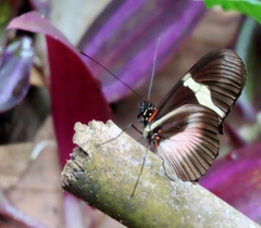 Heliconius clysonymus