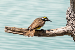 Pitangus sulphuratus