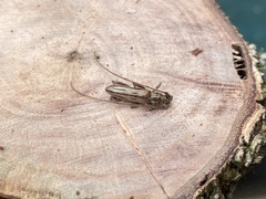Eburida sublineata