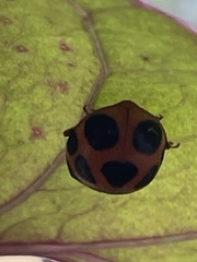 Diekeana admirabilis