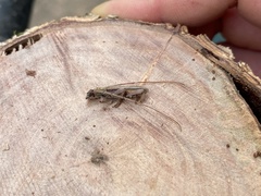 Eburida sublineata
