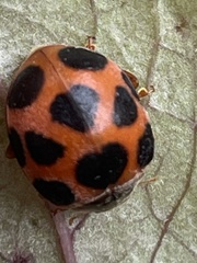 Diekeana admirabilis