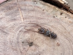 Eburida sublineata
